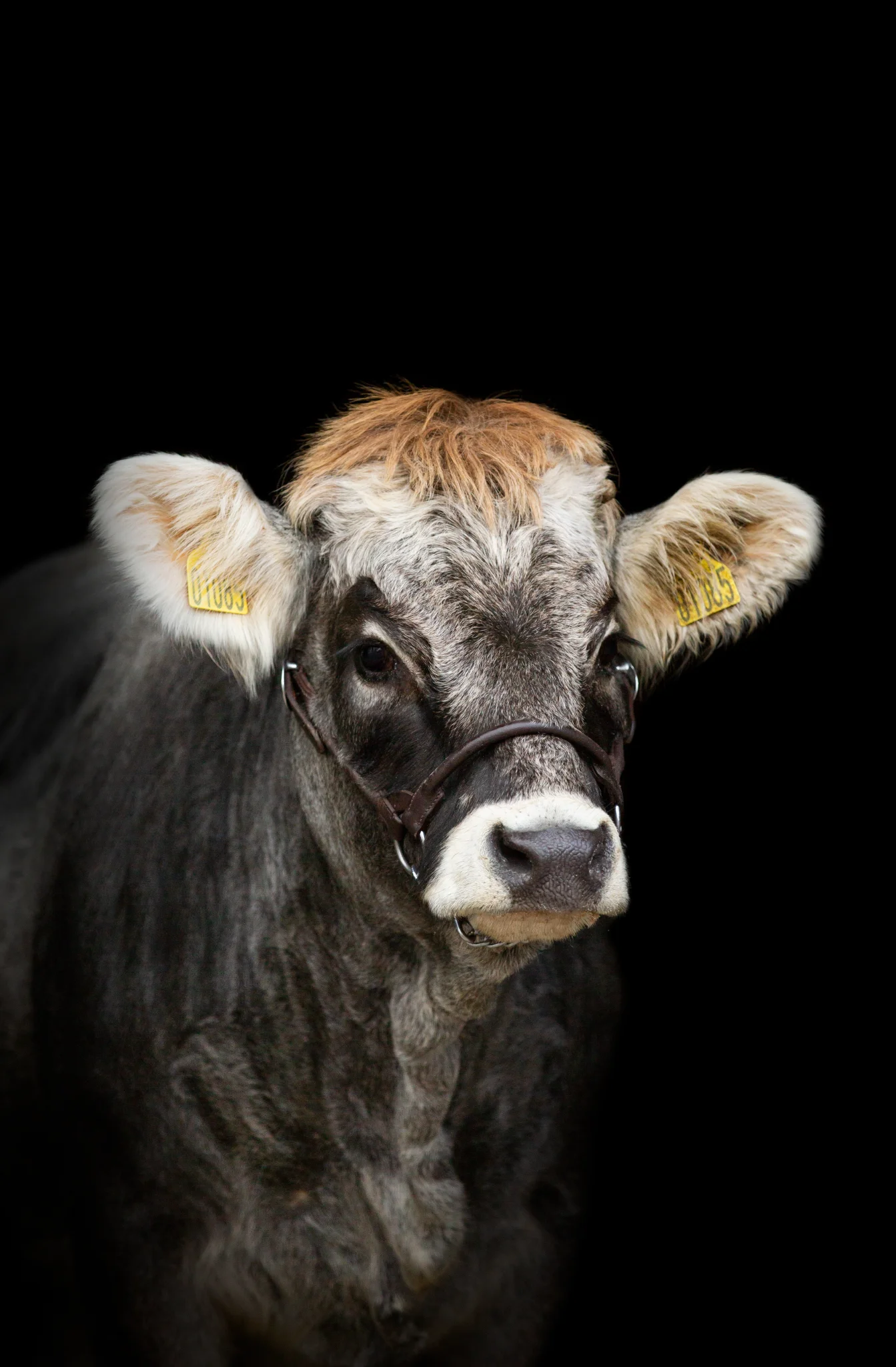 Liv med Tiroler Grauvieh