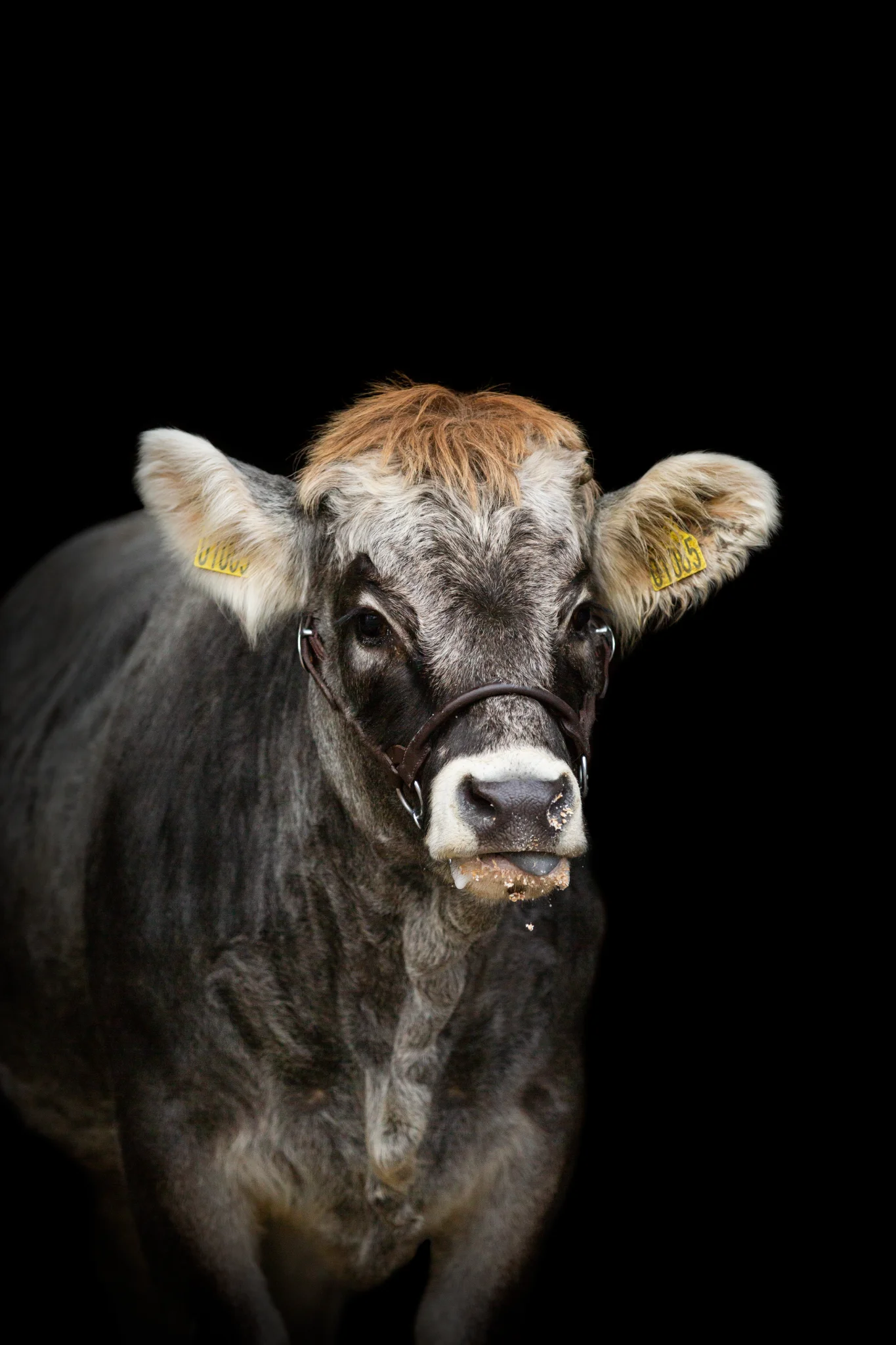 Dyreskuer og arrangementer